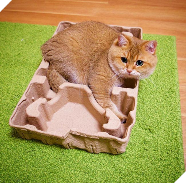 chú chó hosico Scottish béo đáng yêu