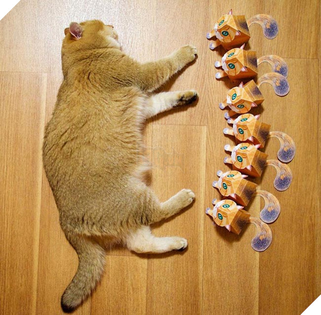 chú chó hosico Scottish béo đáng yêu