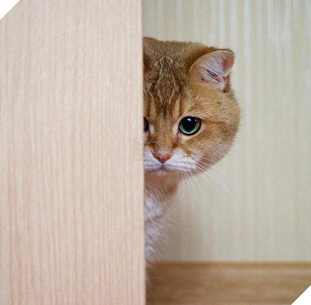 chú chó hosico Scottish béo đáng yêu