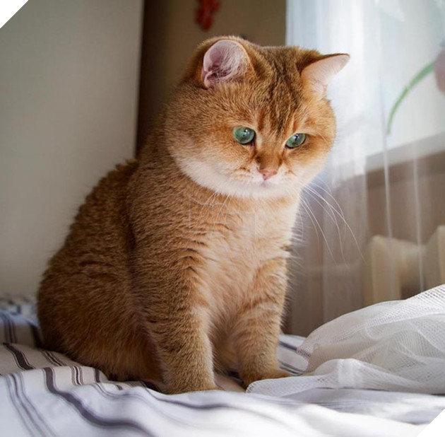 chú chó hosico Scottish béo đáng yêu