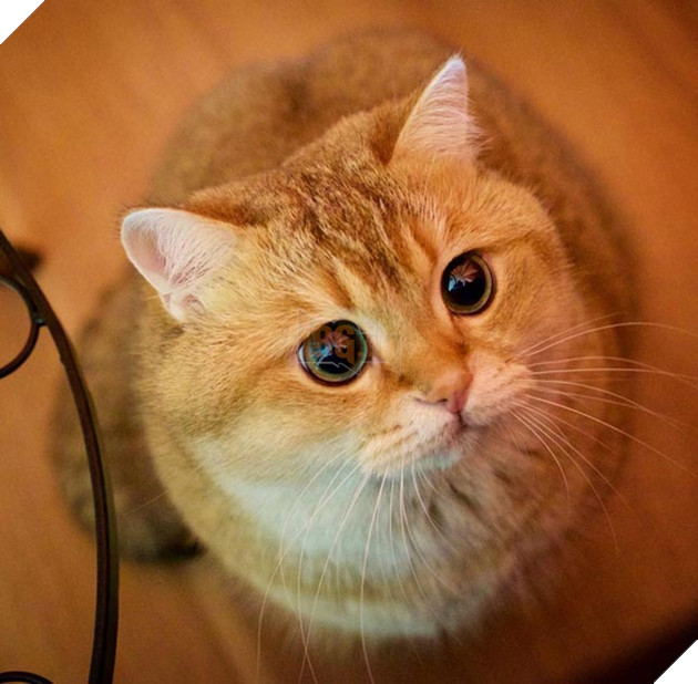 chú chó hosico Scottish béo đáng yêu