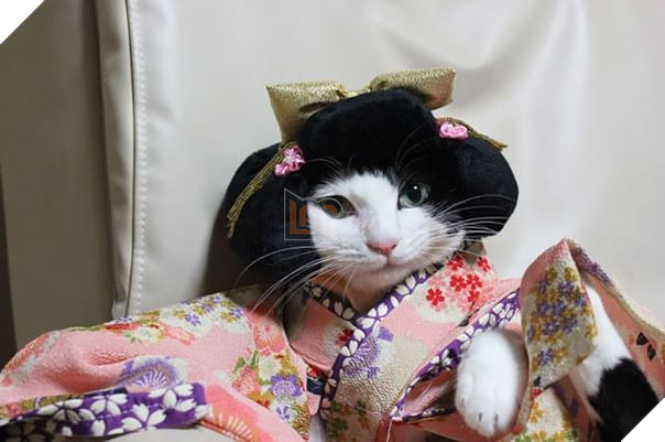 cats in kimonos 11