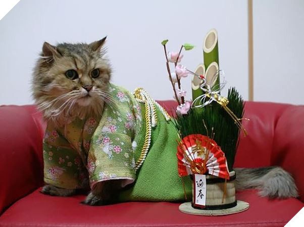 cats in kimonos 6