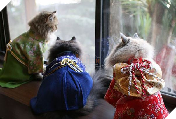 cats in kimonos 5