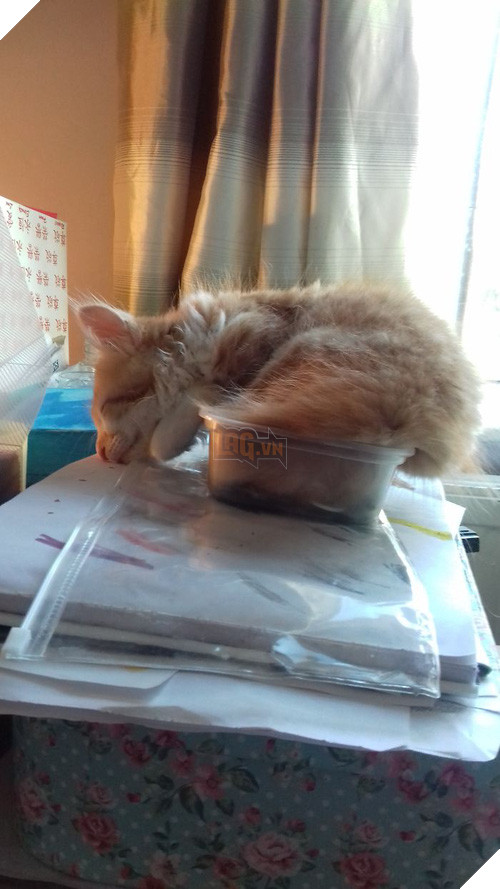 16 giây phút bạ đâu thì ngồi đấy của những chú mèo lười biếng - Ảnh 17.