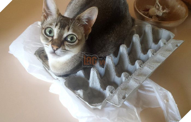 16 giây phút bạ đâu thì ngồi đấy của những chú mèo lười biếng - Ảnh 5.