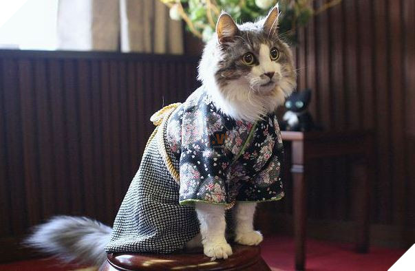 cats in kimonos 14