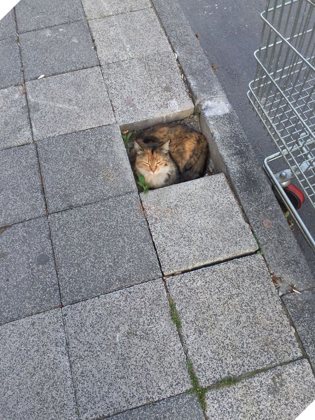 16 giây phút bạ đâu thì ngồi đấy của những chú mèo lười biếng - Ảnh 29.