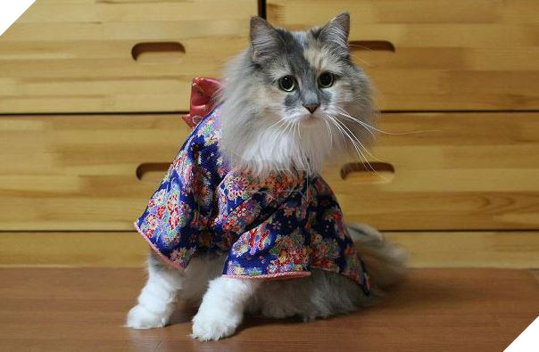 cats in kimonos 13