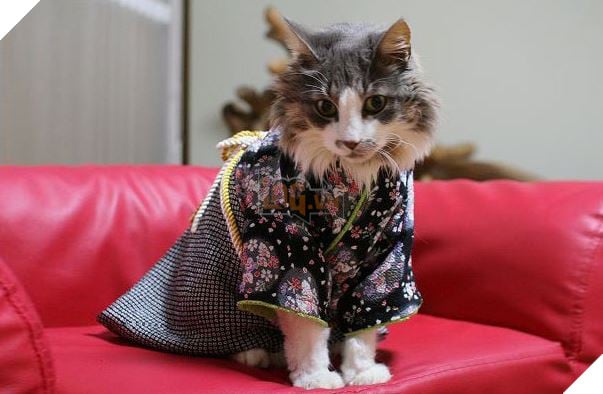 cats in kimonos 7