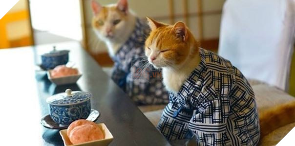 cats in kimonos 1