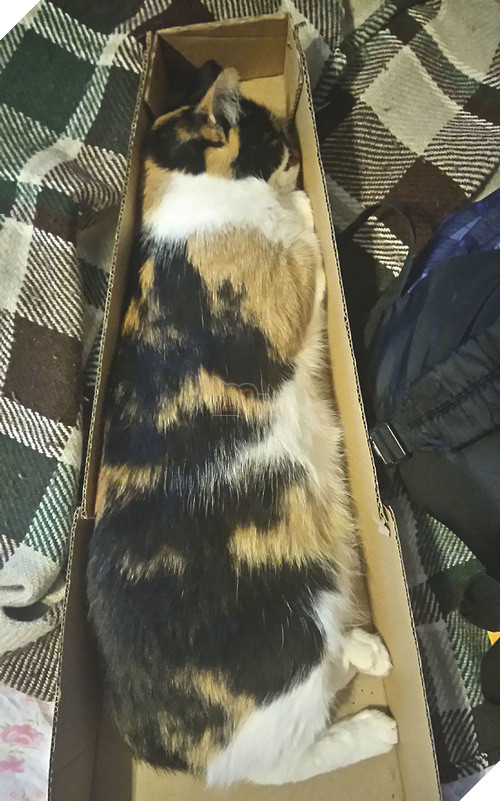 16 giây phút bạ đâu thì ngồi đấy của những chú mèo lười biếng - Ảnh 11.