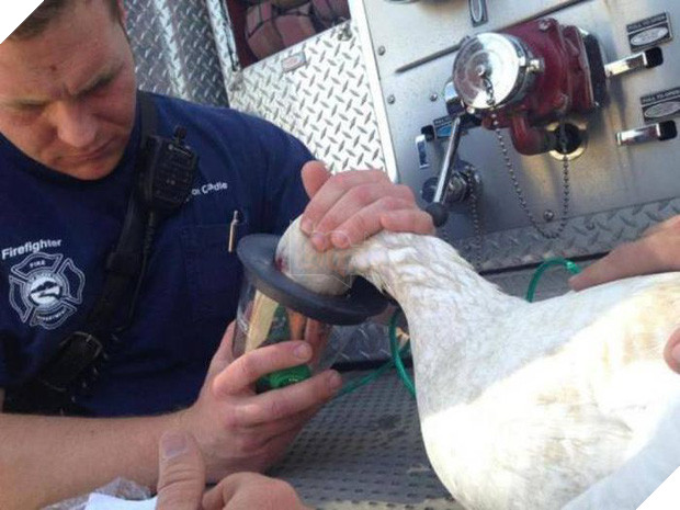 17 khoảnh khắc đầy xúc cảm của những người lính cứu hỏa và động vật - Ảnh 7.