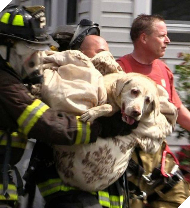 17 khoảnh khắc đầy xúc cảm của những người lính cứu hỏa và động vật - Ảnh 3.