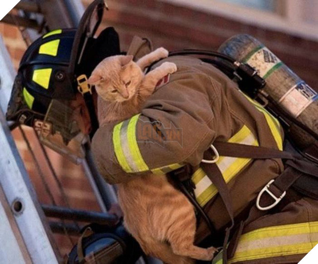 17 khoảnh khắc đầy xúc cảm của những người lính cứu hỏa và động vật - Ảnh 17.