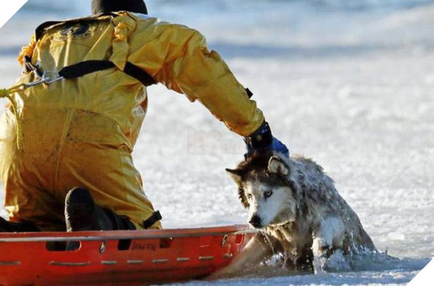 17 khoảnh khắc đầy xúc cảm của những người lính cứu hỏa và động vật - Ảnh 15.