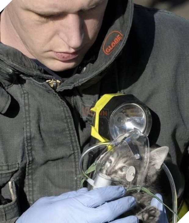 17 khoảnh khắc đầy xúc cảm của những người lính cứu hỏa và động vật - Ảnh 23.