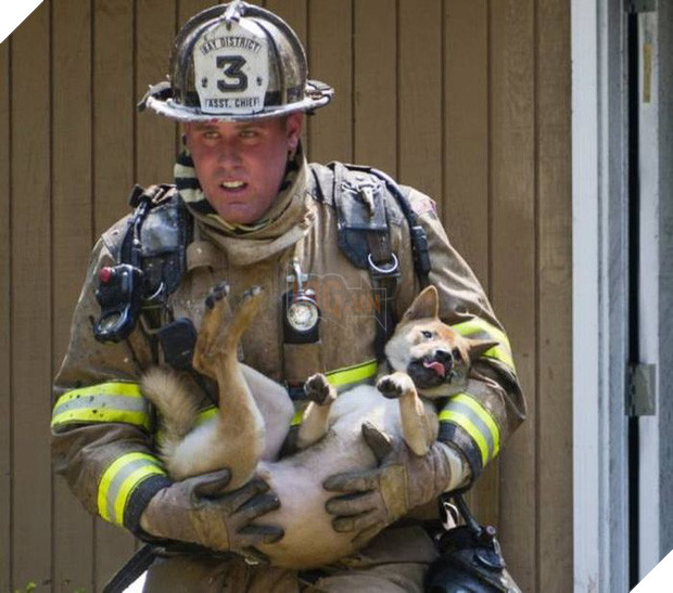 17 khoảnh khắc đầy xúc cảm của những người lính cứu hỏa và động vật - Ảnh 19.