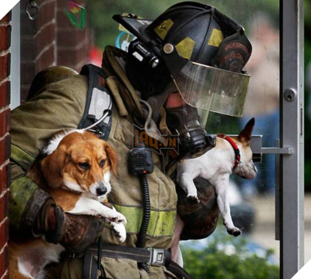 17 khoảnh khắc đầy xúc cảm của những người lính cứu hỏa và động vật - Ảnh 33.