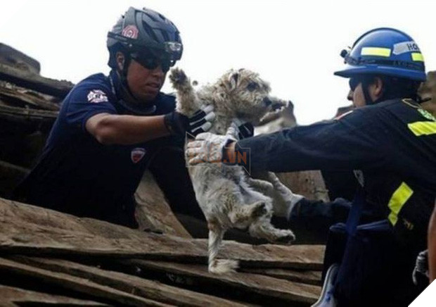 17 khoảnh khắc đầy xúc cảm của những người lính cứu hỏa và động vật - Ảnh 11.