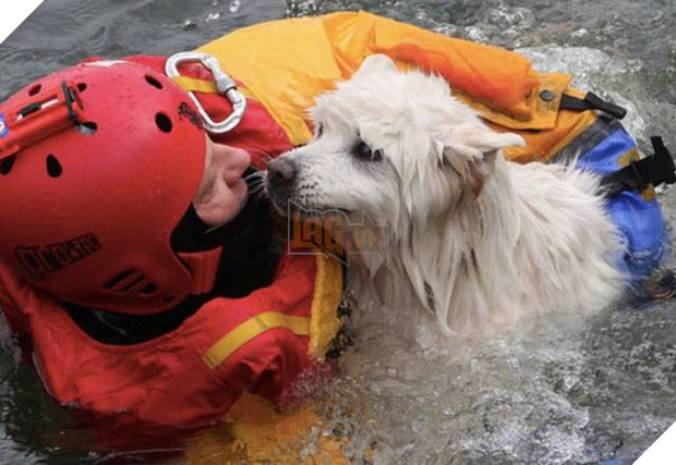 17 khoảnh khắc đầy xúc cảm của những người lính cứu hỏa và động vật - Ảnh 29.