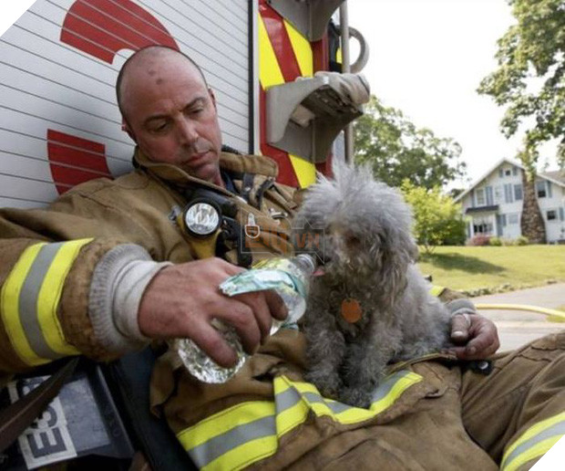 17 khoảnh khắc đầy xúc cảm của những người lính cứu hỏa và động vật - Ảnh 31.