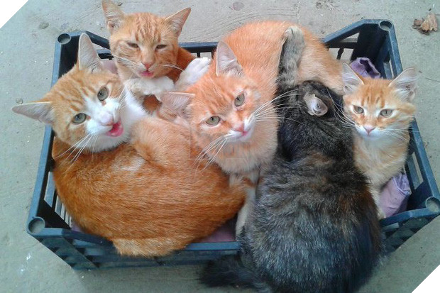 16 giây phút bạ đâu thì ngồi đấy của những chú mèo lười biếng - Ảnh 9.