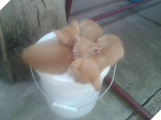 16 giây phút bạ đâu thì ngồi đấy của những chú mèo lười biếng - Ảnh 27.