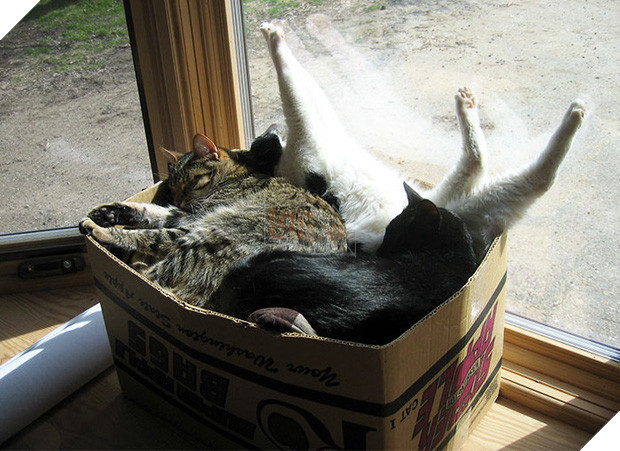 16 giây phút bạ đâu thì ngồi đấy của những chú mèo lười biếng - Ảnh 3.