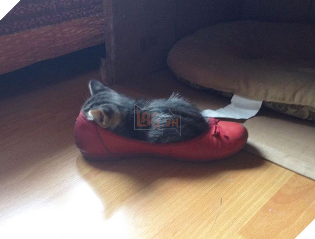 16 giây phút bạ đâu thì ngồi đấy của những chú mèo lười biếng - Ảnh 7.