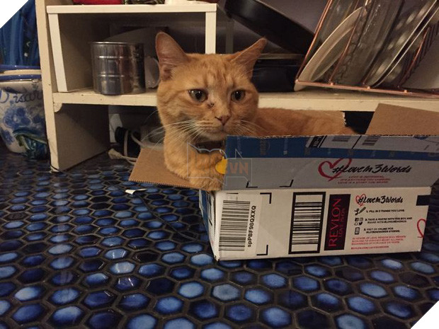 16 giây phút bạ đâu thì ngồi đấy của những chú mèo lười biếng - Ảnh 31.