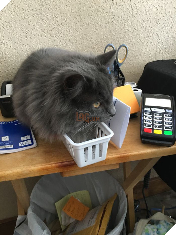 16 giây phút bạ đâu thì ngồi đấy của những chú mèo lười biếng - Ảnh 23.