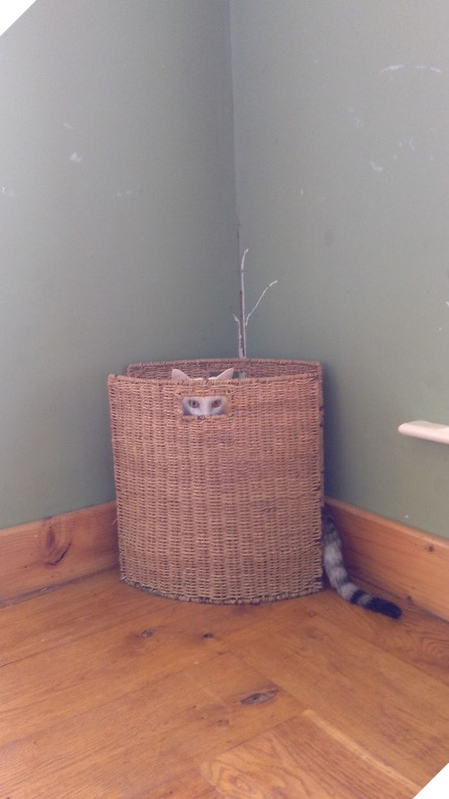 16 giây phút bạ đâu thì ngồi đấy của những chú mèo lười biếng - Ảnh 25.