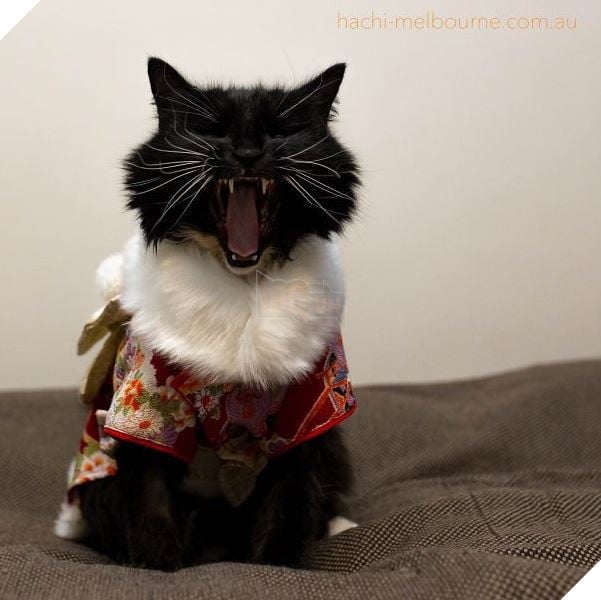 cats in kimonos 16