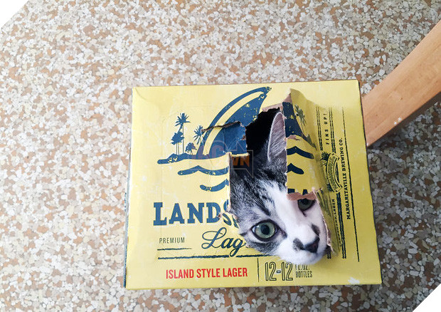 16 giây phút bạ đâu thì ngồi đấy của những chú mèo lười biếng - Ảnh 13.