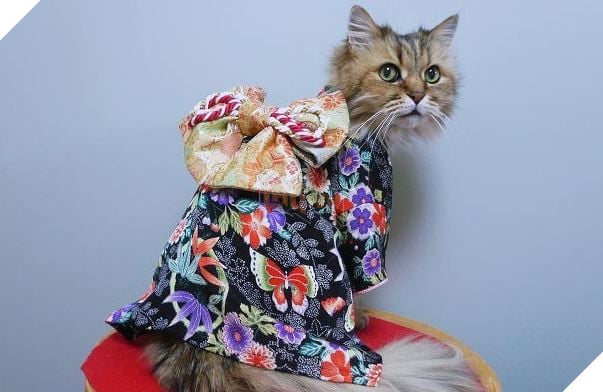 cats in kimonos 10