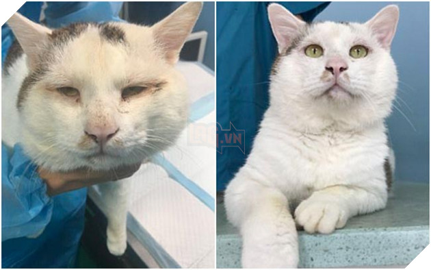 chú mèo đáng yêu