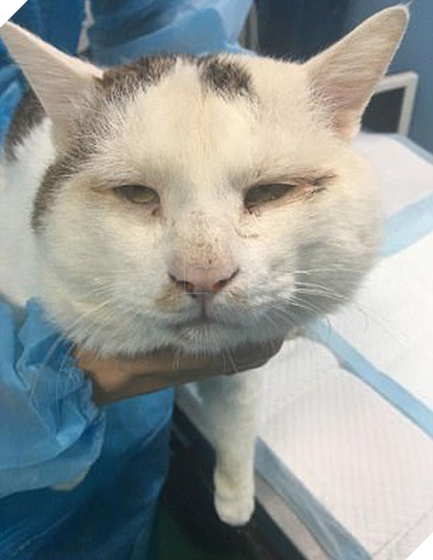 chú mèo đáng yêu