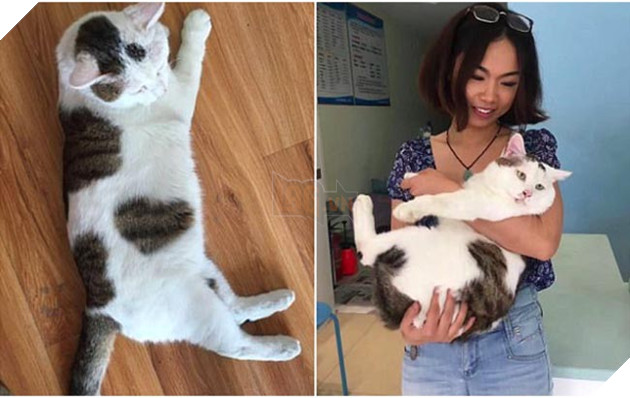 chú mèo đáng yêu