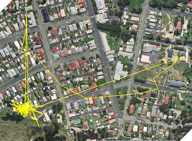 Gắn thiết bị GPS vào con mèo, người đàn ông choáng khi xem kết quả 3