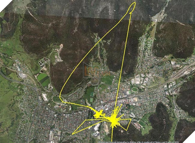 Gắn thiết bị GPS vào con mèo, người đàn ông choáng khi xem kết quả 4