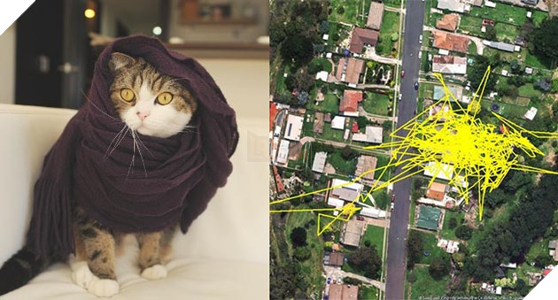 Gắn thiết bị GPS vào con mèo, người đàn ông choáng khi xem kết quả