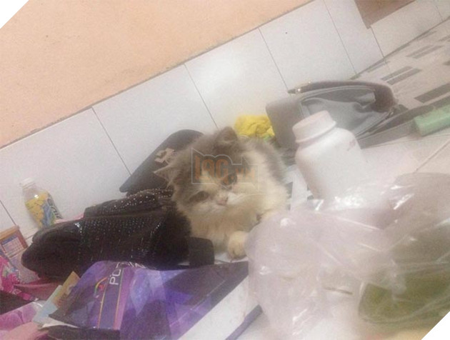 Cặp đôi mặn nồng 1 năm chia tay vì con mèo của người yêu hôi không ngửi được ?