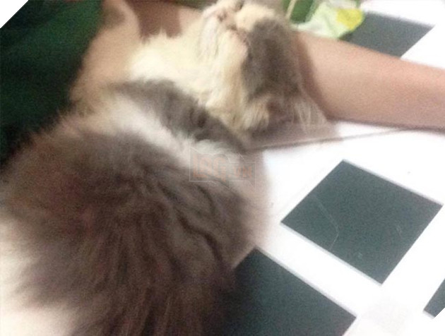 Cặp đôi mặn nồng 1 năm chia tay vì con mèo của người yêu hôi không ngửi được ? 2