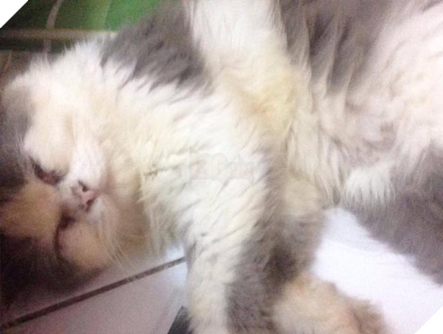 Cặp đôi mặn nồng 1 năm chia tay vì con mèo của người yêu hôi không ngửi được ? 3