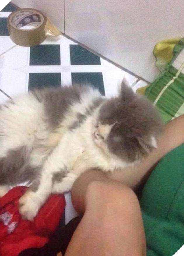 Cặp đôi mặn nồng 1 năm chia tay vì con mèo của người yêu hôi không ngửi được ? 4