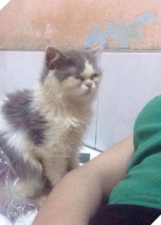 Cặp đôi mặn nồng 1 năm chia tay vì con mèo của người yêu hôi không ngửi được ? 5