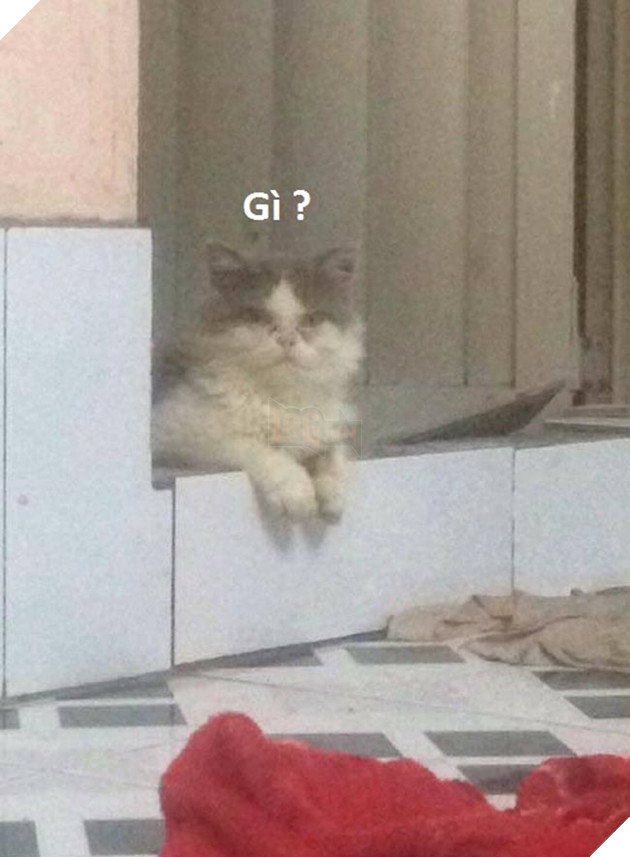 Cặp đôi mặn nồng 1 năm chia tay vì con mèo của người yêu hôi không ngửi được ? 9