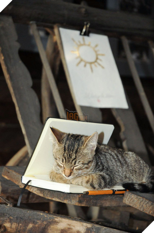 16 giây phút bạ đâu thì ngồi đấy của những chú mèo lười biếng - Ảnh 15.