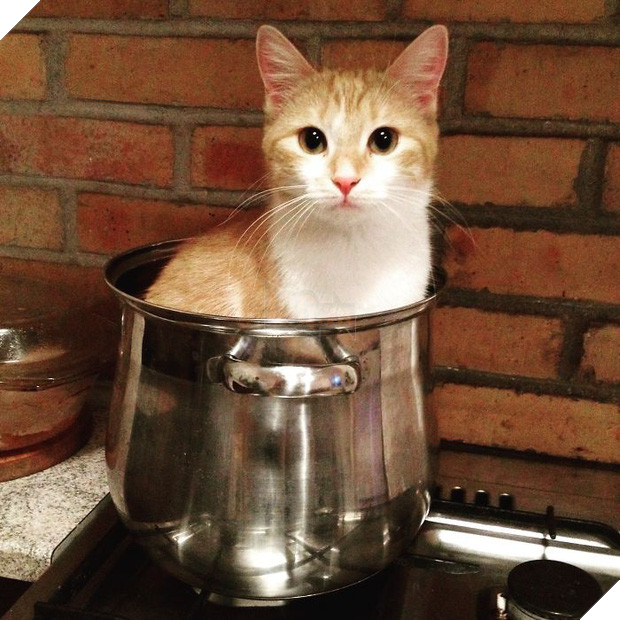 16 giây phút bạ đâu thì ngồi đấy của những chú mèo lười biếng - Ảnh 21.